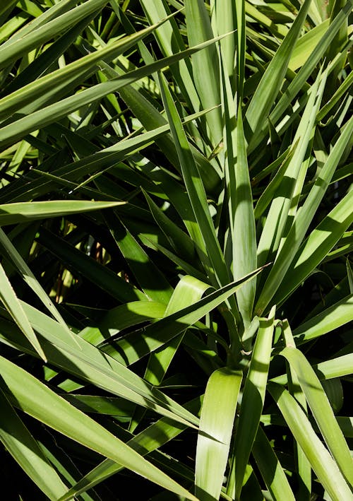 Planta Verde Em Fotografia De Close Up