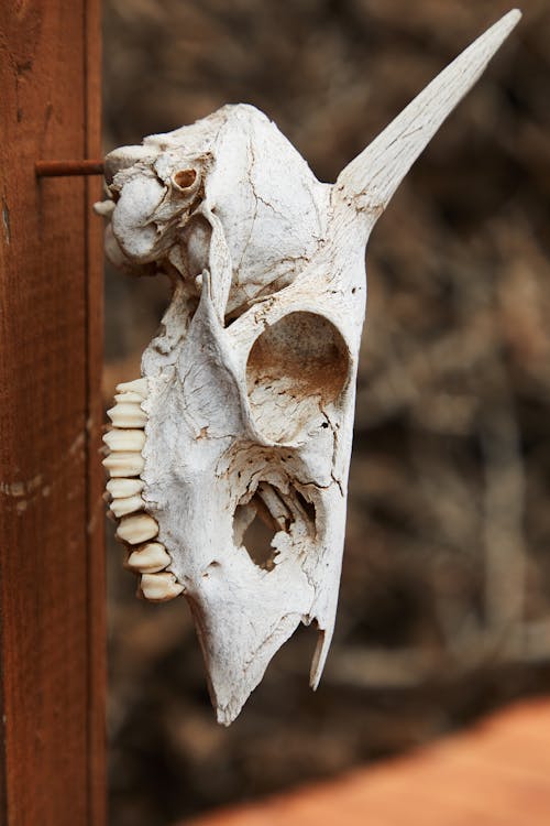 White skull of wild animal with cracks hanging on wall against blurred background