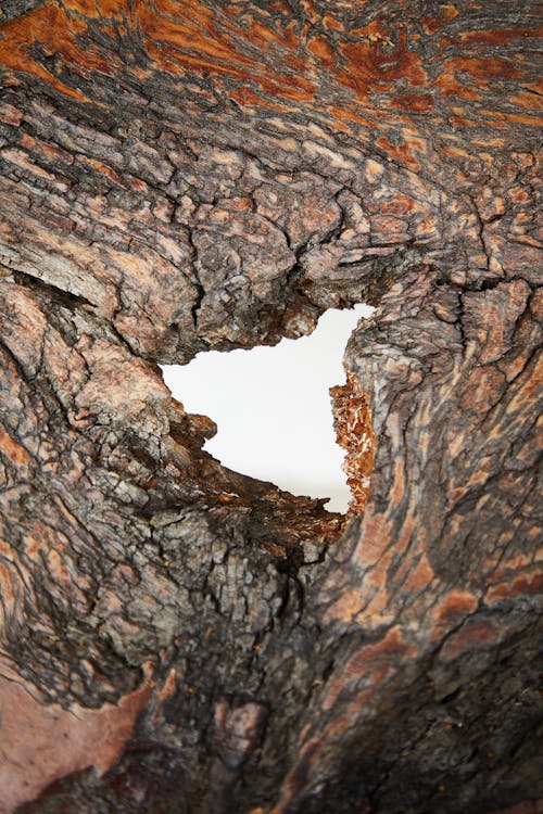 Dry bark of tree with hole