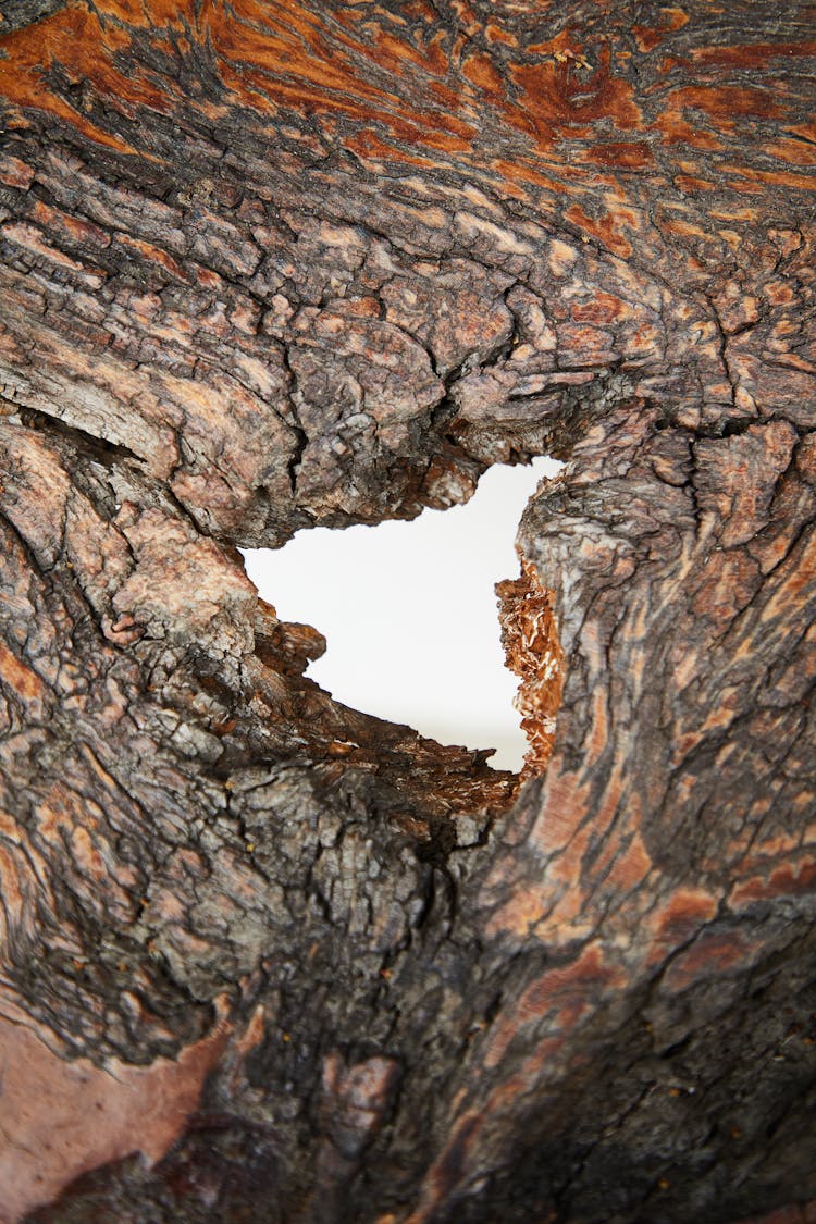 Dry Bark Of Tree With Hole