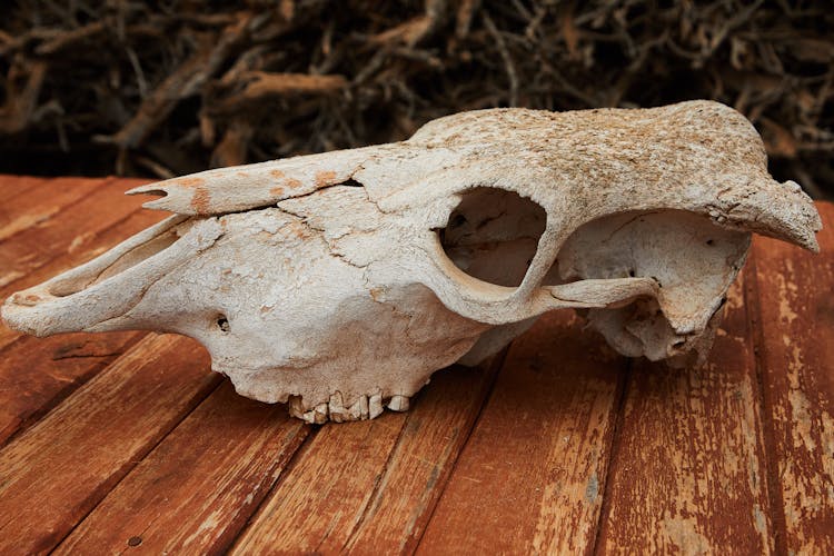 Dry Cracked Skull Of Animal