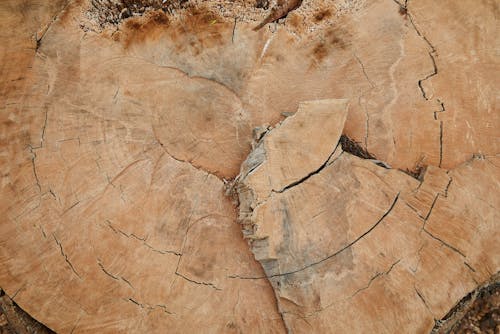 Abstract background of uneven rough cut of old tree with thin cracks and dry spots