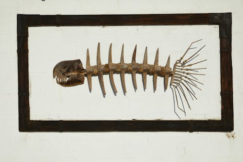 Handmade skeleton of predatory fish with sharp teeth in black frame hanging on wall