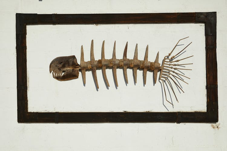 Skeleton Of Fish In Frame On Wall