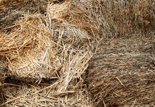 Stacks of dry hay in barn