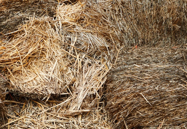 Stacks Of Dry Hay In Barn