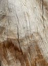 Textured old wood with cracks and tiny holes