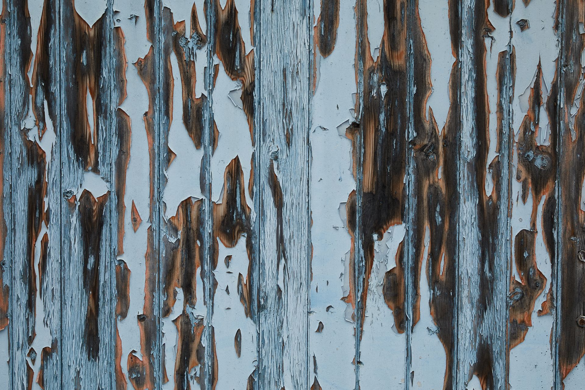 Timber wall of aged house with peeling white paint and damaged textured planks