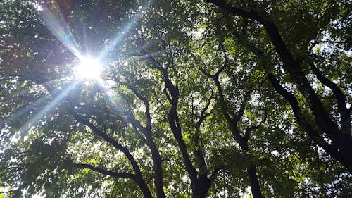 Бесплатное стоковое фото с деревья, солнце сквозь деревья