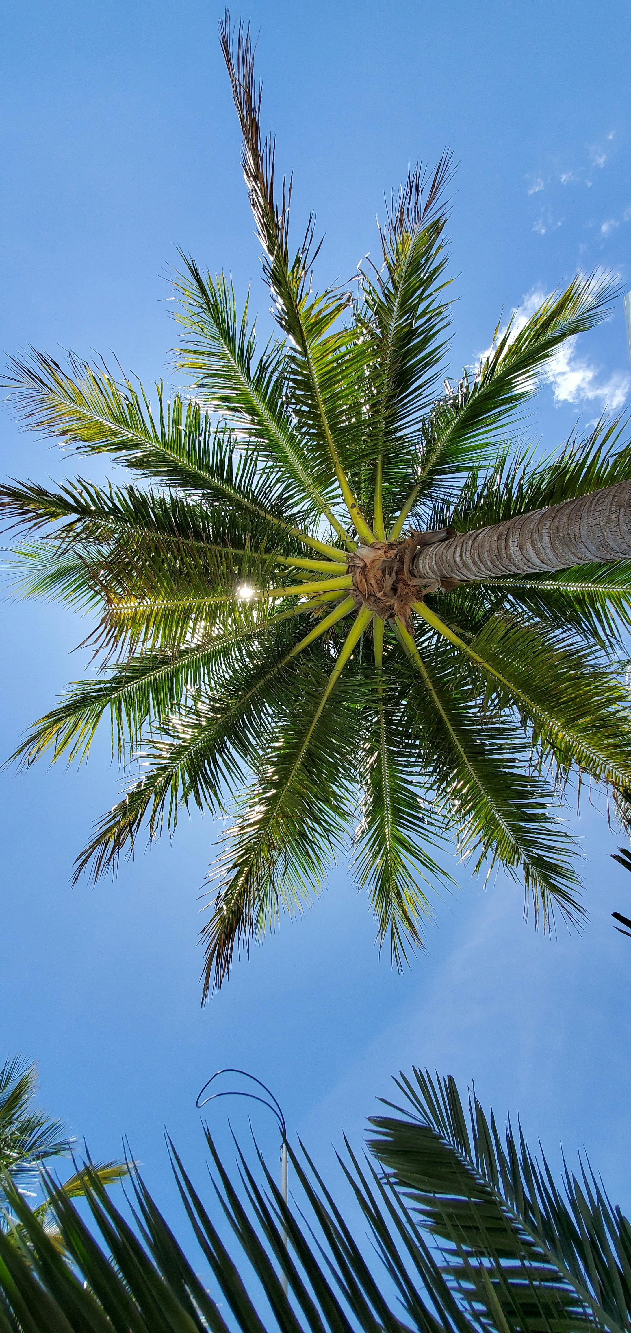 Terpene Profiles and Their Therapeutic Applications