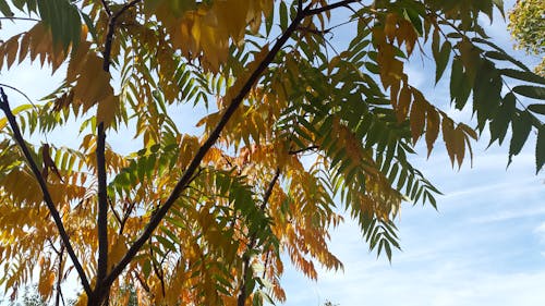 Бесплатное стоковое фото с дерево, осенних, оставляет цвет
