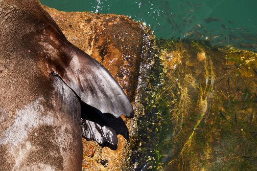 Top view of adorable lazy sea lion resting on rough stones washed by clean transparent water of sea