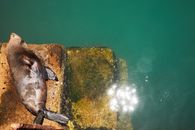 Steller sea lion lying on stone surface near sea in sunny day
