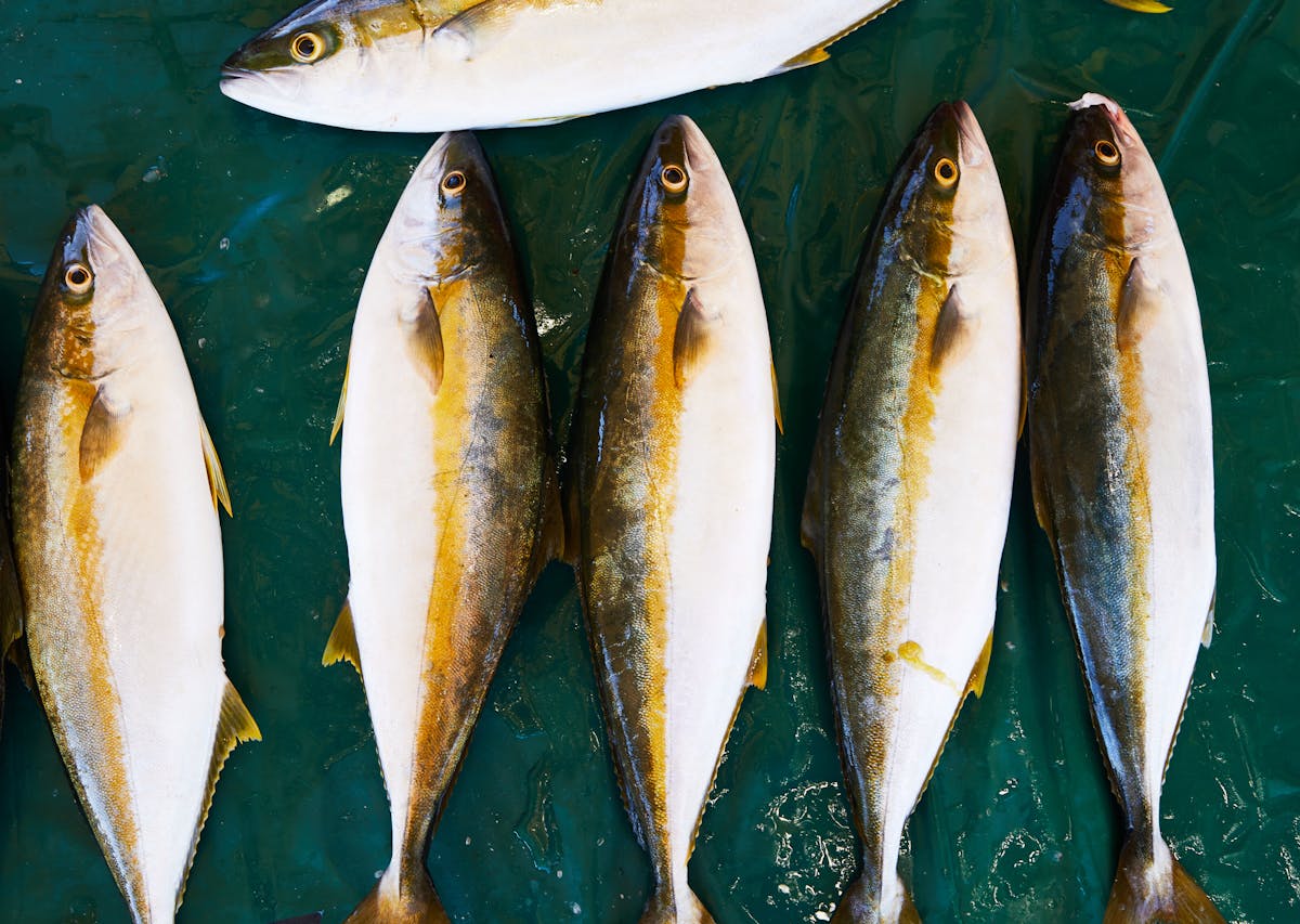 Where to Buy Fresh Smelt Fish near Me? [Comprehensive Answer] - Nahf