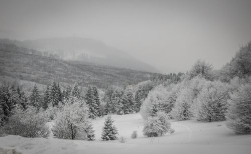 Free Captivating winter scene with snow-laden trees and foggy mountains in the background. Stock Photo