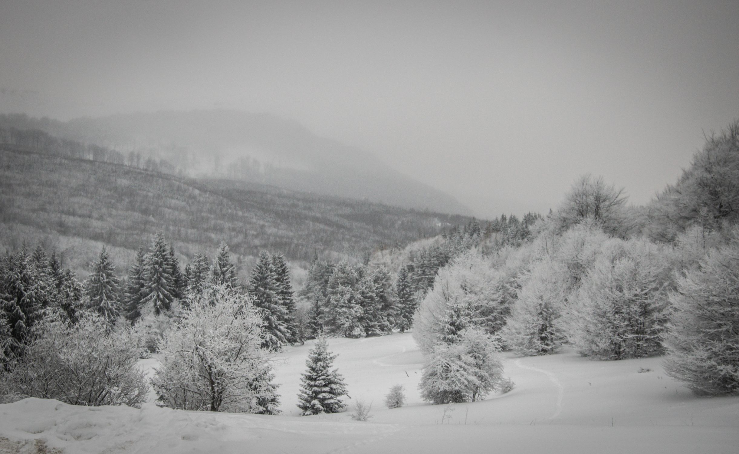 Snow Covered Trees and Mountains · Free Stock Photo
