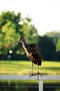 Brown and Black Bird on Green Grass