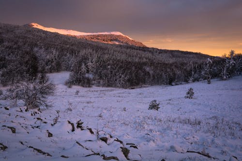 Gratis stockfoto met berg, bomen, landschap