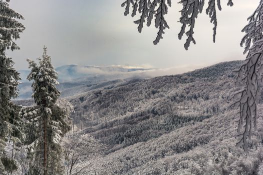 A scenic view of snow-blanketed mountains and trees under a winter sky, capturing serene natural beauty.