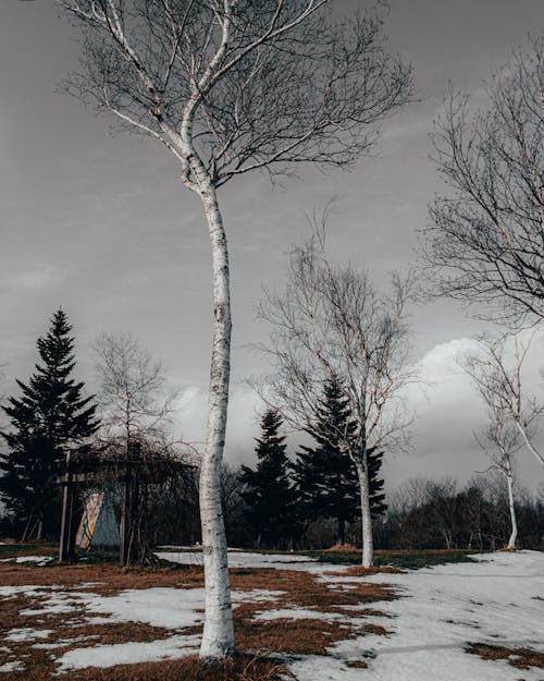 Trees on Snow Covered Ground 