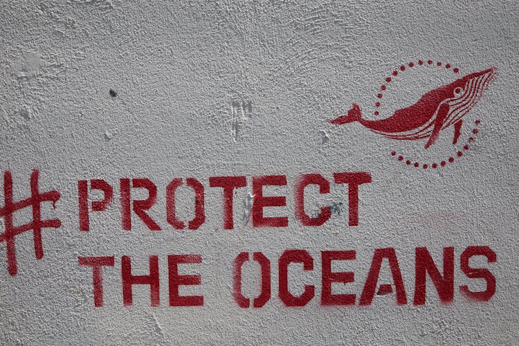 Graffiti With Inscription Protect The Oceans Placed On Concrete Wall