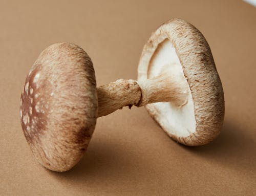 갈색 표면에 갈색과 흰색 버섯