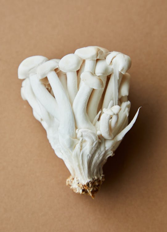 Bunch of white mushrooms placed on beige background