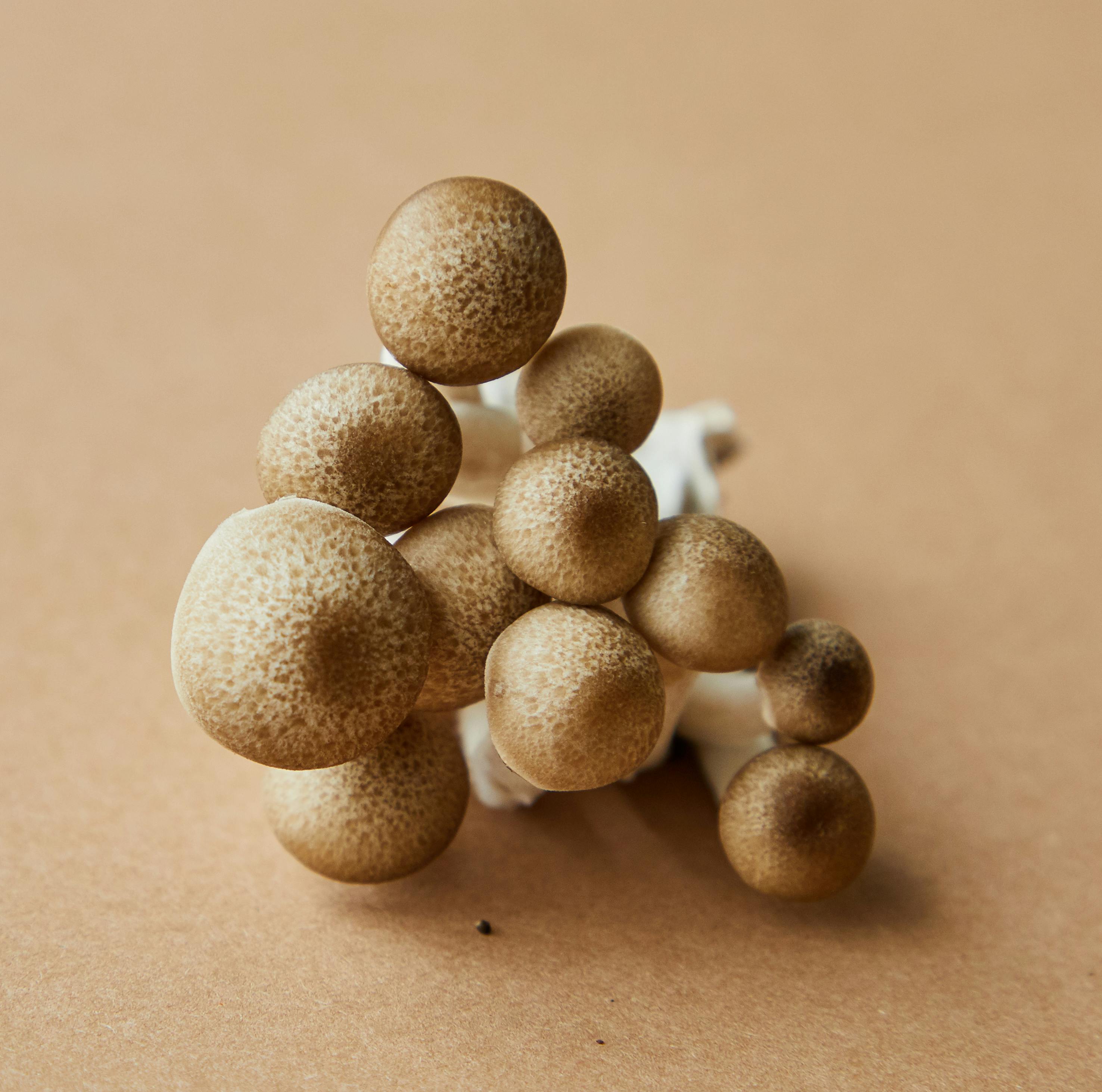 brown gourmet mushrooms on beige background