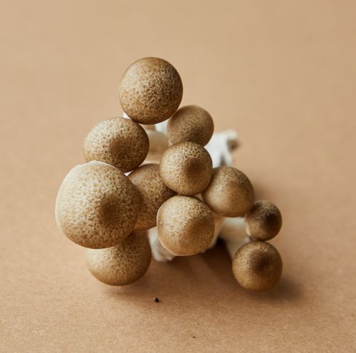 Free High angle of cluster of brown beech type of gourmet oyster mushroom growing in Asia placed on beige background Stock Photo