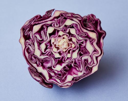 Free From above of half of purple raw fresh juicy cabbage on blue background Stock Photo
