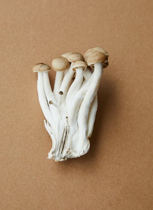 Fresh uncooked mushrooms on brown surface
