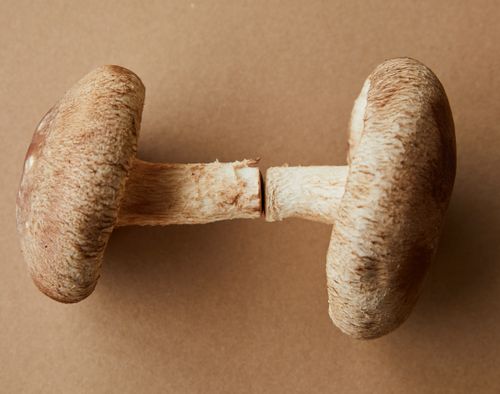 Free From above composition of small soft brown raw edible mushrooms on brown background Stock Photo