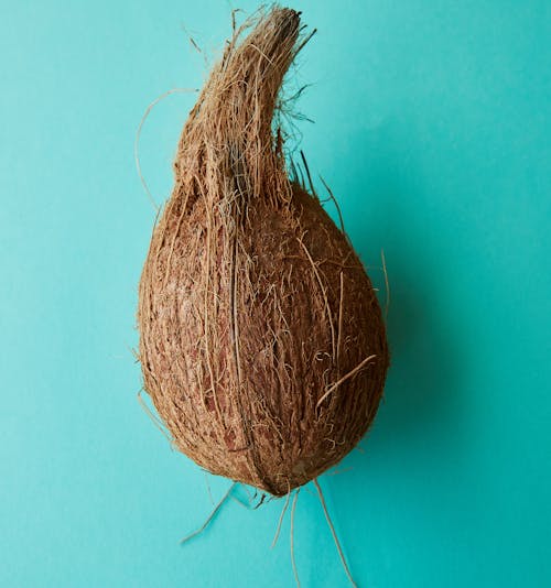 Fresh rough textured coconut on blue surface