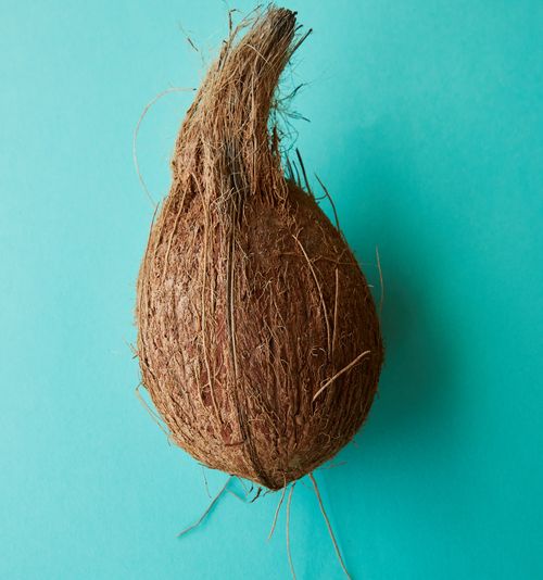 Free Top view of ripe whole brown coconut placed on blue background of studio Stock Photo