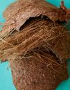 From above of shell of cracked brown coconut on blue background of studio
