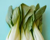 From above of verdant ripe leaves of pok choi placed on blue background