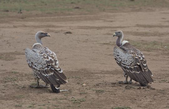 Two African White-backed vultures standing on barren ground, facing each other.