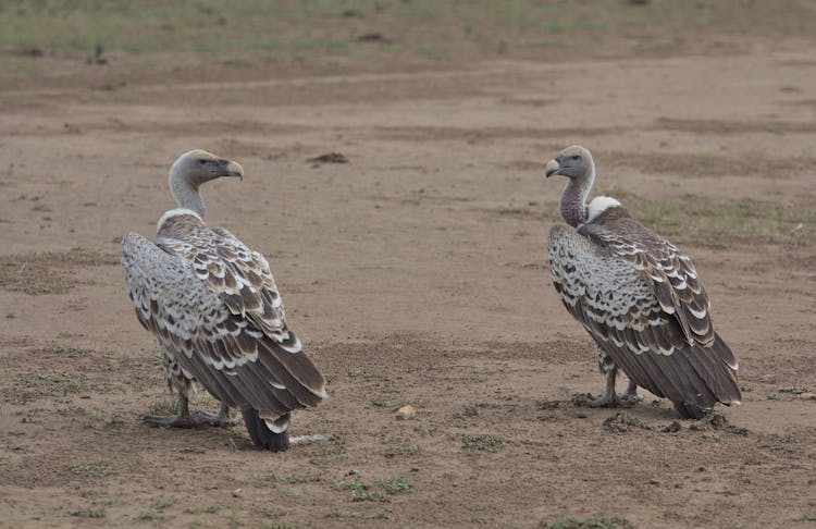 Two Vultures On The Field