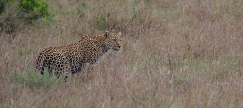 Leopard on Brown Grass Field