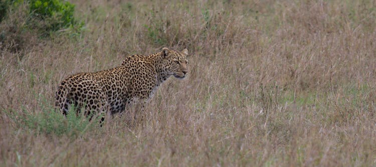 Leopard On Brown Grass Field