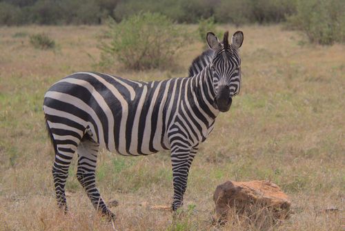 Free A zebra stands in a grassy field, showcasing its distinctive black and white stripes. Stock Photo