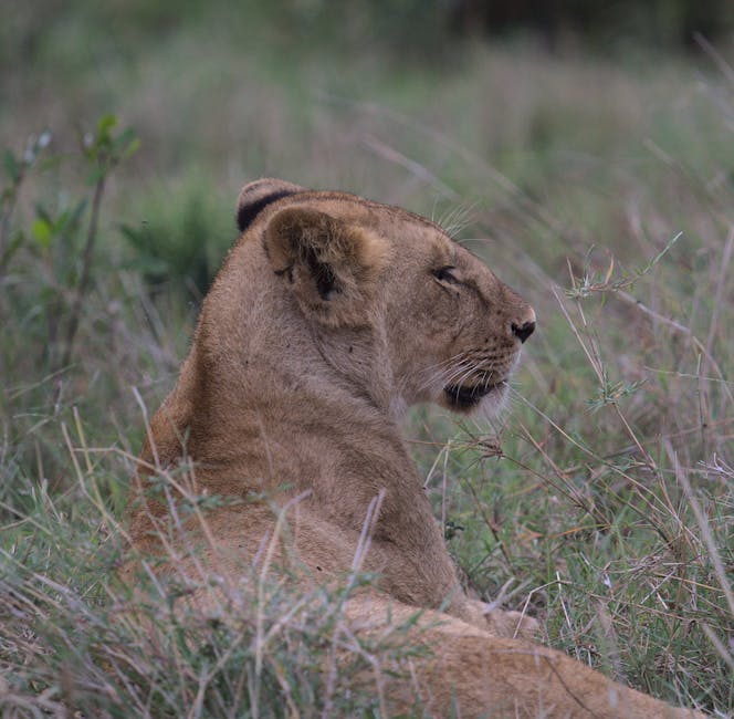 A peaceful lioness lying in a grassy field, captured in natural wildlife habitat.