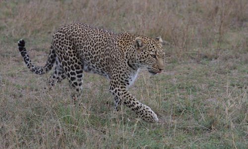 A Leopard Walking on a Grassy Field