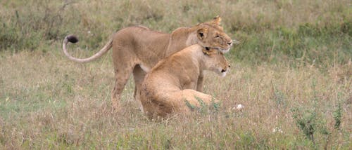Free Lionesses on a Grassy Field Stock Photo