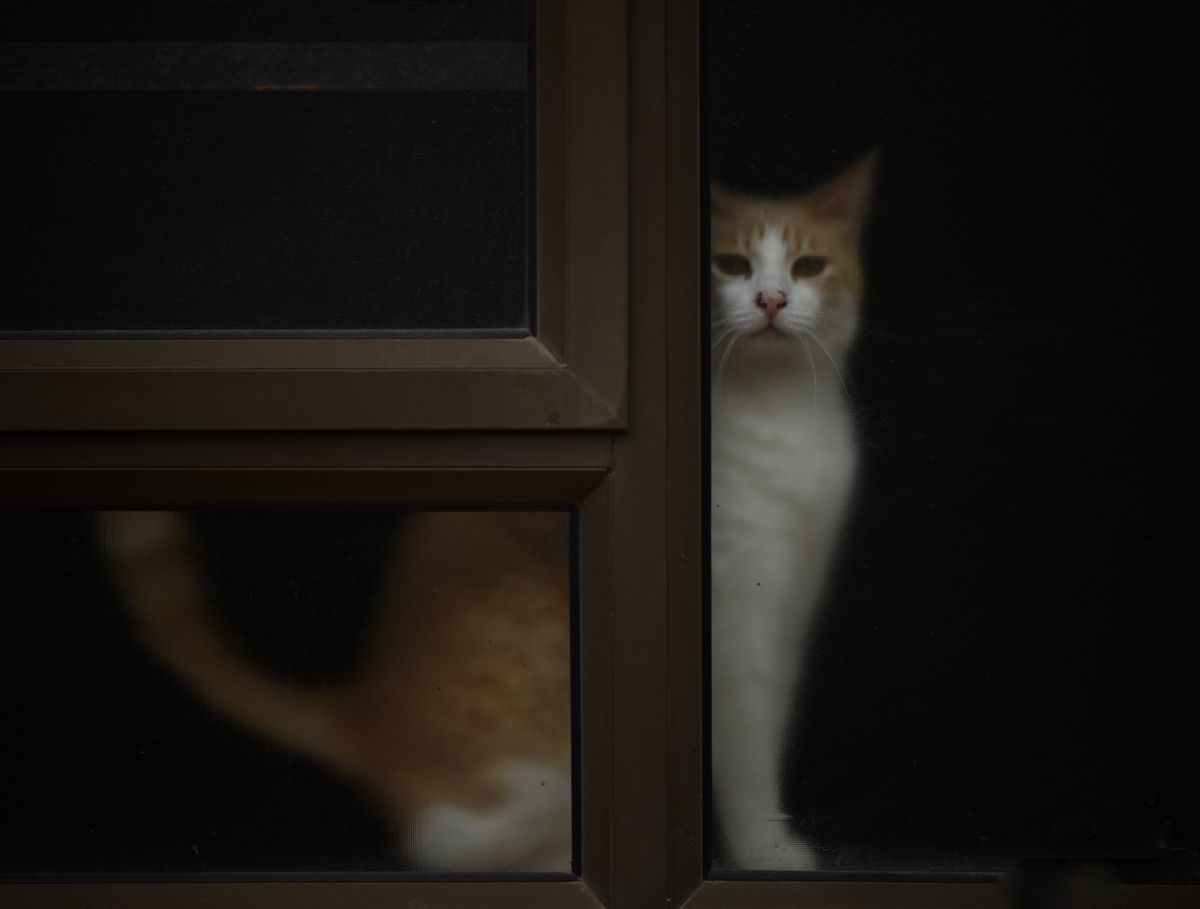 Cat gazing intently through a glass window at the world outside