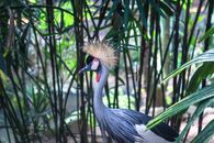 Wild crane with gray plumage and crown of golden feathers on head and red inflatable throat pouch standing in tropical forest among plants with leaves and stems