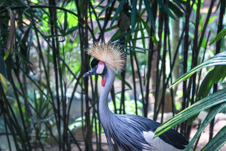 Grey Crowned Crane Amidst Plants