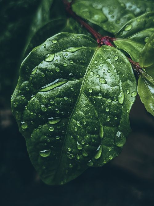 Free Close-up of dewdrops on a lush green leaf, capturing the essence of nature's beauty. Stock Photo