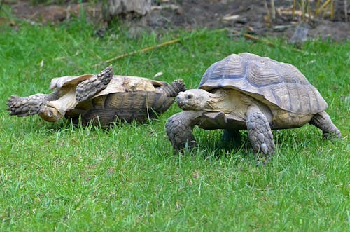 Endangered Turtles on Grass
