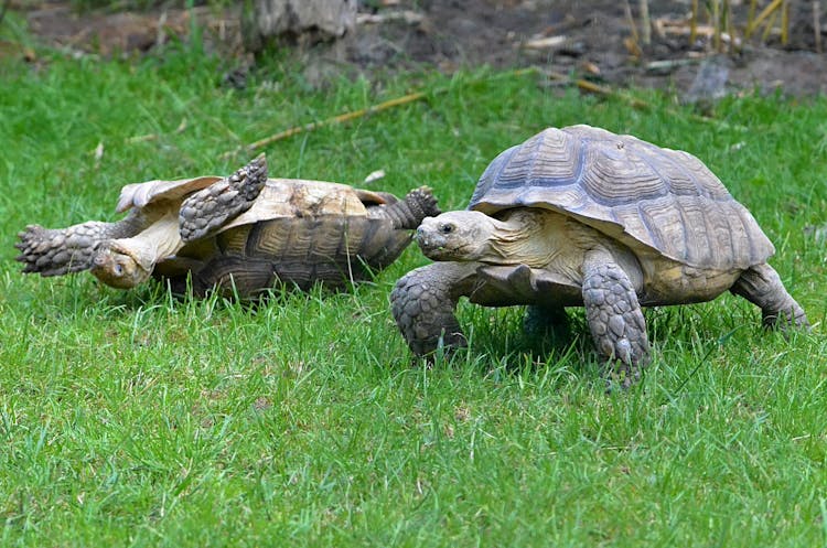 Endangered Turtles On Grass